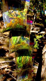 Austin Nature